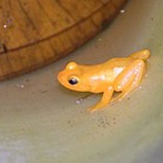 BucketList + Ich Möchte Die Kaiteur-Fälle In Guyana Besuchen.