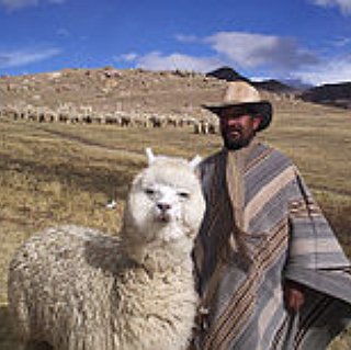 BucketList + Hug An Alpaca