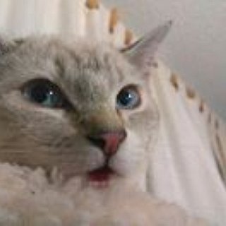 BucketList + Own A White Kitten