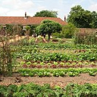 BucketList + Have My Own Vegetable Patch