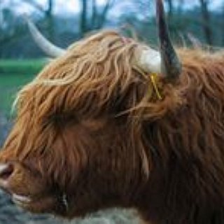 BucketList + Own A Highland Cow