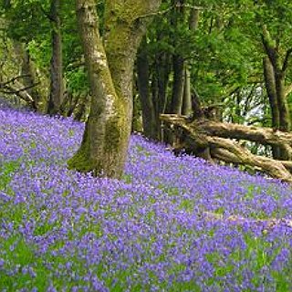 BucketList + Be In A Bluebell Meadow