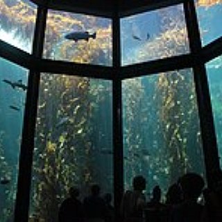 BucketList + Go On A Date To Monterey Bay Aquarium