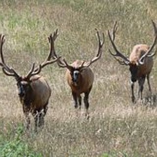 BucketList + Shoot A Elk
