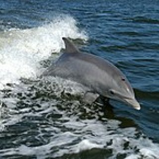 BucketList + Swim With Dolphins