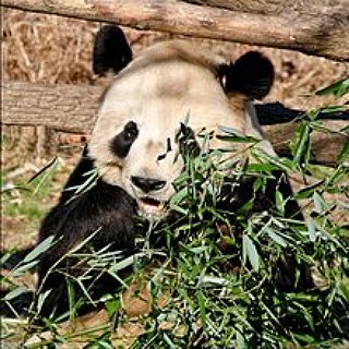 BucketList + Visit The National Zoo