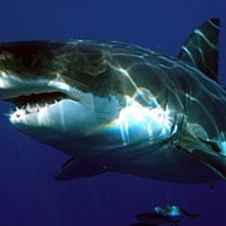 BucketList + See A Great White In The Wild