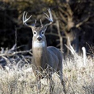 BucketList + Learn To Shoot And Go Hunting