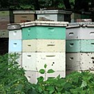 BucketList + Start My First Bee Colony