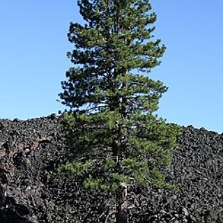 BucketList + Live Where The Trees Are