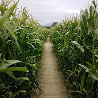 BucketList + Run Through A Corn Maze