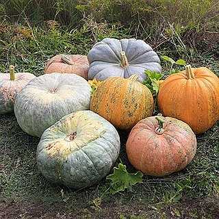 BucketList + Paint Pumpkins