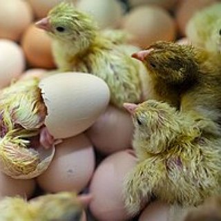 BucketList + Hatch Baby Chicks