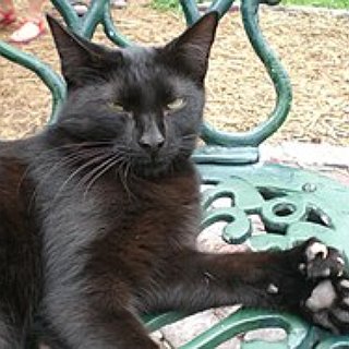 BucketList + Meet The Hemingway Cats, Tour The Estate And Gardens