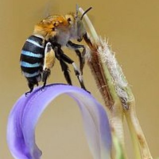 BucketList + Keep Some Bees (2025)