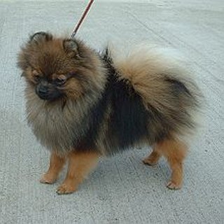 BucketList + Get A Pomeranian And Name Is "Pumpkin" 
