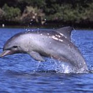BucketList + Swim With Dolphins In Hawaii