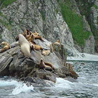 BucketList + Swim With Sea Lions (Baird Bay)