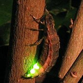BucketList + Swim With Bioluminescent Plankton