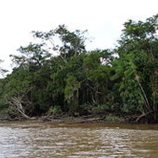 BucketList + See The Amazon