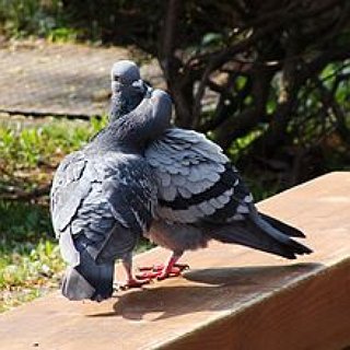 BucketList + Grab A Bird Off The Floor
