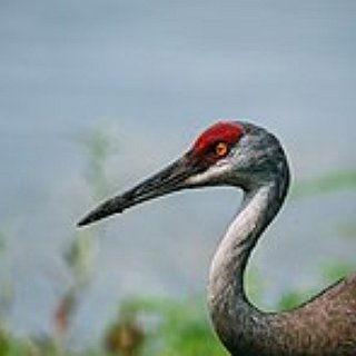 BucketList + See A Sandhill Crane Migration