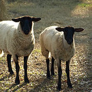 BucketList + Tye A Sheep Knot