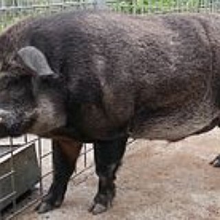 BucketList + Hunt Boar