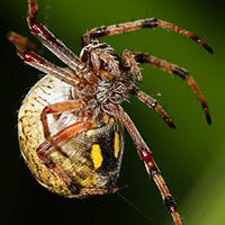 BucketList + Get Over My Fear Of Spiders