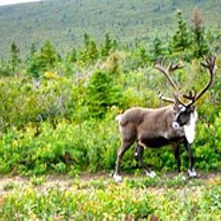 BucketList + Adopt A Reindeer