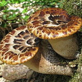 BucketList + Forage For My Own Herbs And Mushrooms