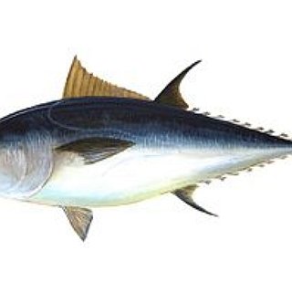 BucketList + Catch A Fish Heavier Than Me