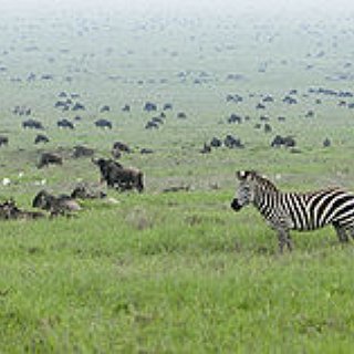 BucketList + Go To Serengeti