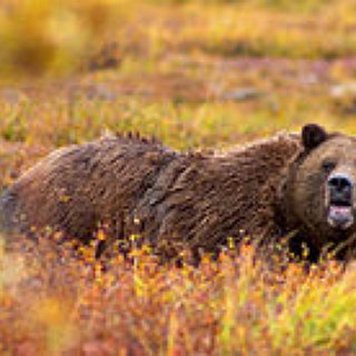 BucketList + See Every Kind Of Bear In Their Natural Habitat 