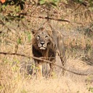 BucketList + Take Pics With Lions In African Safari