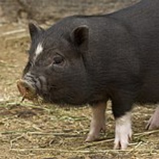 BucketList + Hold A Piglet
