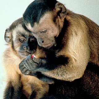 BucketList + Get A Sholder Monkey