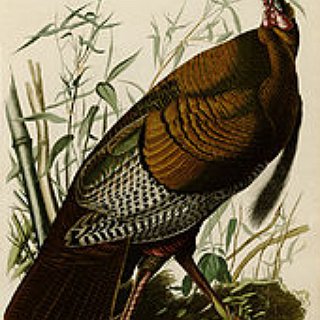 BucketList + Hunt A Rio Grande Turkey.