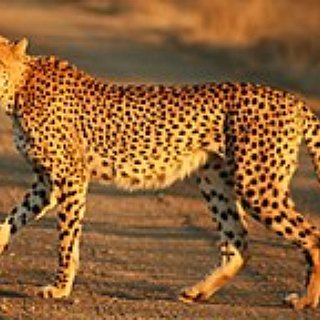 BucketList + Spend A Week With Cheetahs 
