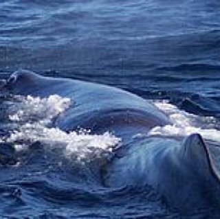 BucketList + See A Sperm Whale