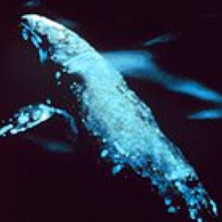 BucketList + Orca Network -  Visit To Gray Whales In Baja
